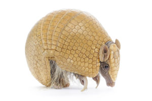 Dallas Armadillo