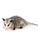 Opossums