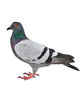 Pigeons