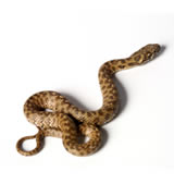 Snakes