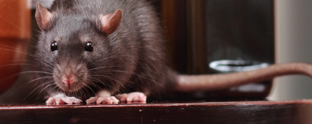 What Are The Best Rat Traps
