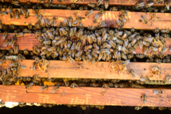 Dallas Bee Removal