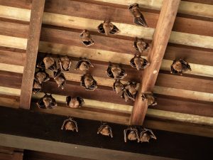 How to Get Rid of Bats
