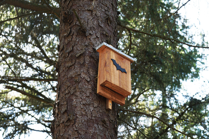 What Is a Bat Box?