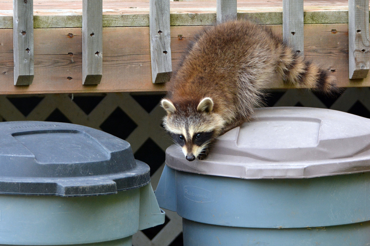 5 Raccoon Prevention Tips