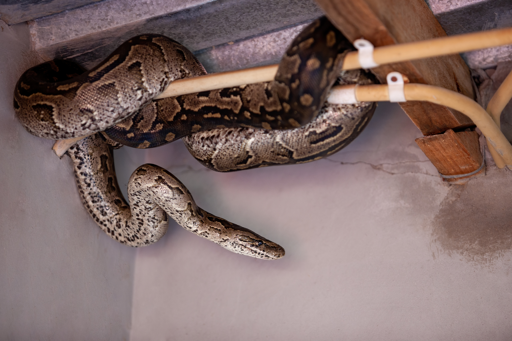 Python snake hiding in the house