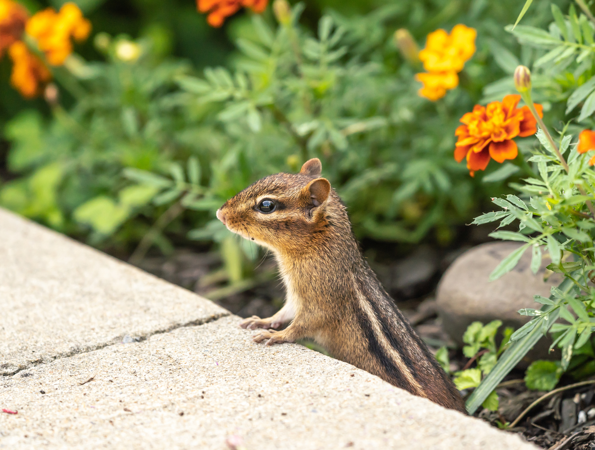 How to Keep Squirrels Out of My Garden