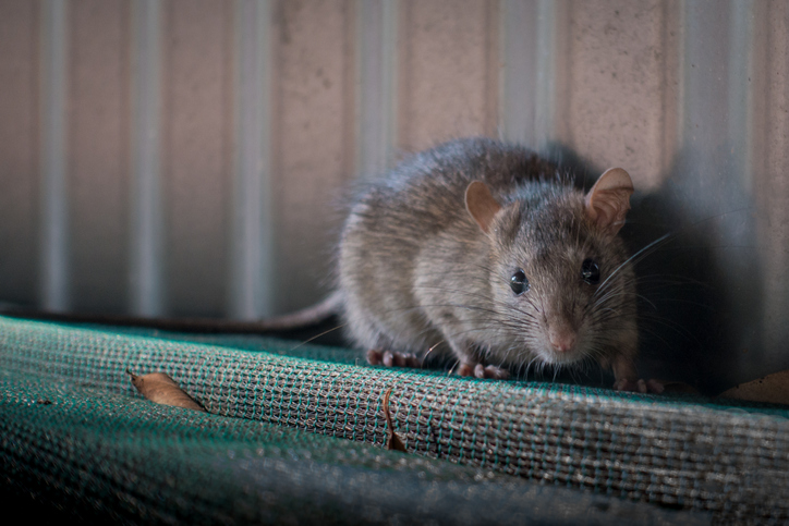 5 Signs of a Mouse or Rat Infestation in Your Home