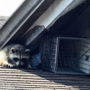 raccoon on roof next to raccoon trap