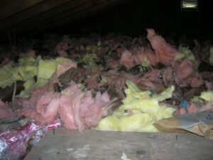 Raccoon Damage Insultation attic