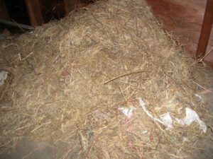 squirrel nest in attic