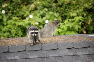 How to Keep Raccoons Away Off Your Dallas Property