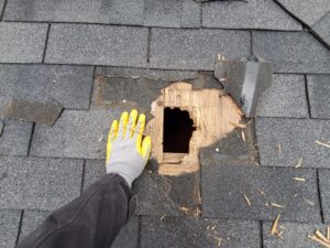 raccoon damage to roof