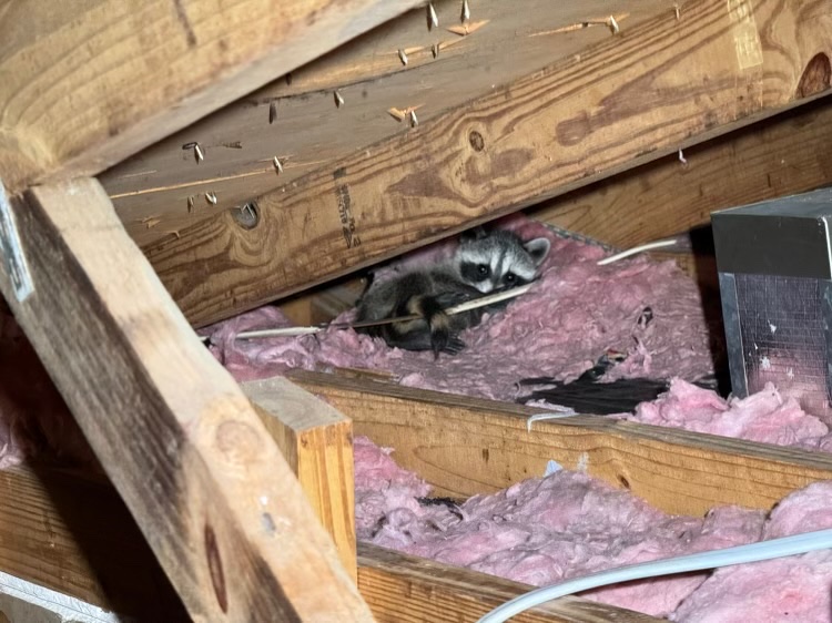 Five Signs an Animal is in the Attic