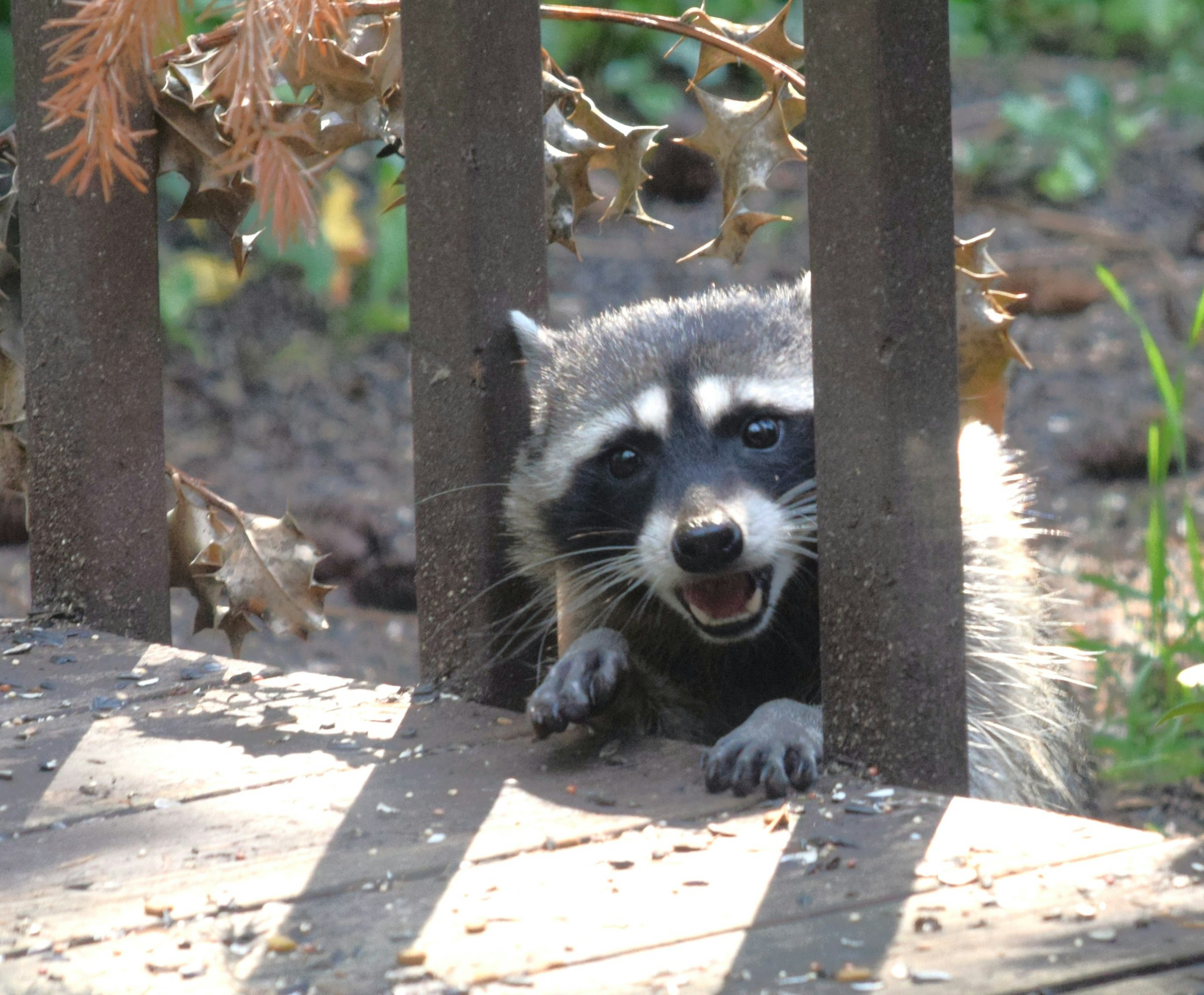 10 Signs You Have a Raccoon Problem in Dallas