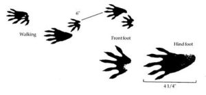 illustration of raccoon tracks