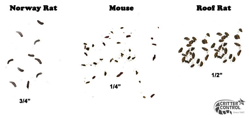 How To Tell The Difference Between A Mouse And A Rat Infestation 