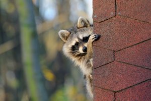 5 Ways Raccoons Get in Your Home