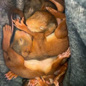 squirrel nest in attic